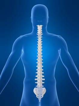 3d rendered anatomy illustration of a body shape with spine