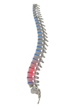 3d rendered anatomy illustration of a human spine with pain