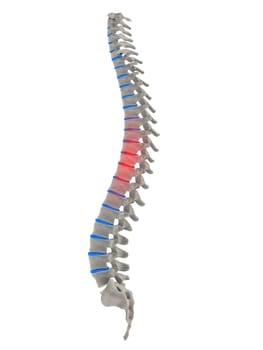 3d rendered anatomy illustration of a human spine with pain