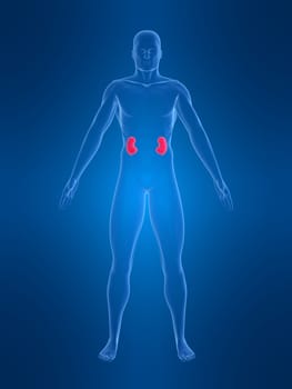 3d rendered anatomy illustration of a human shape with kidneys