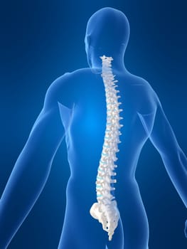 3d rendered anatomy illustration of a body shape with spine