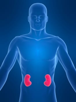 3d rendered anatomy illustration of a human shape with kidneys