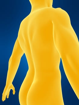 3d rendered anatomy illustration of a male back