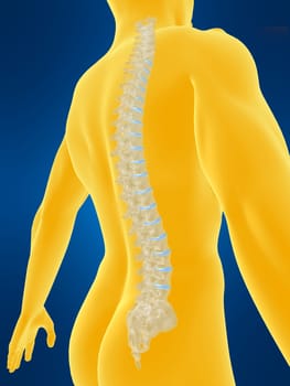 3d rendered anatomy illustration of a body shape with spine