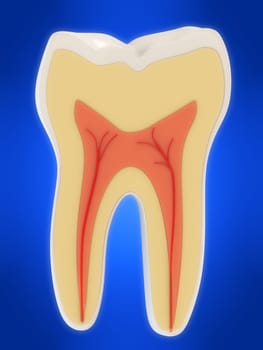 3d rendered illustration of a human tooth