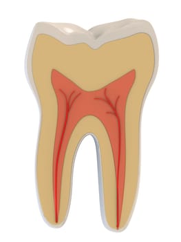 3d rendered illustration of a human tooth