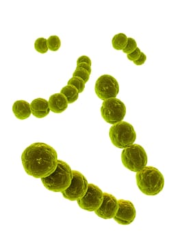 3d rendered close up ofsome streptococcus bacteria