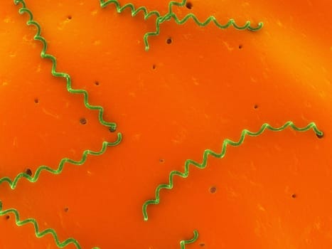 3d rendered close up of some leptospira bacteria