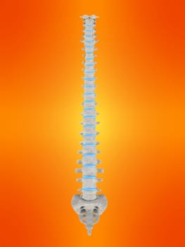 3d rendered anatomy illustration of a human spine