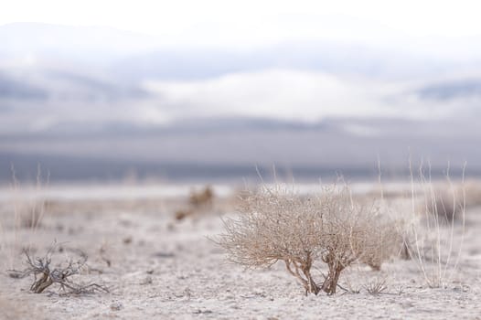 Little Lonely Death Valley Shrub