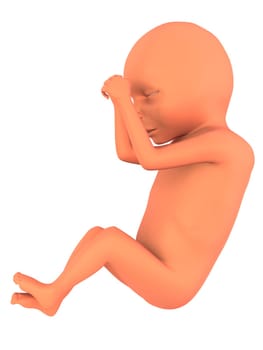 3d rendered illustration of a human fetus