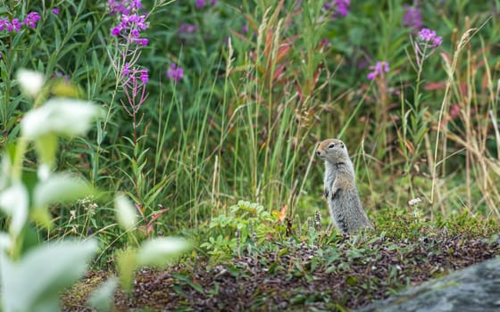 Prairie dog hiding in grassy Meadow.