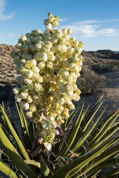 Desert Yucca blooming in Joshua Tree National Park
