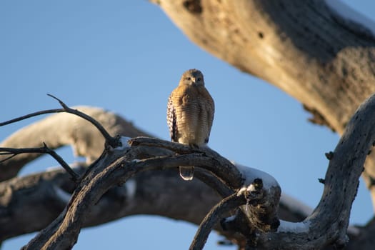 Red-Shouldered Hawk perched on a dead tree