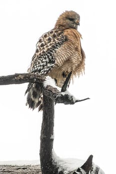 Perched Predator hawk gazing the ground