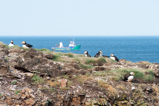 Canadian Atlantic Puffins overlook fishing vessel.