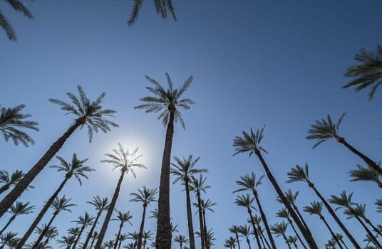 Palm trees soar into a bright blue empty sky