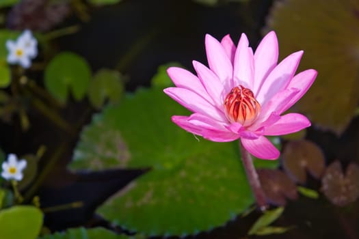 Asian Lotus Pond taken at Bali island