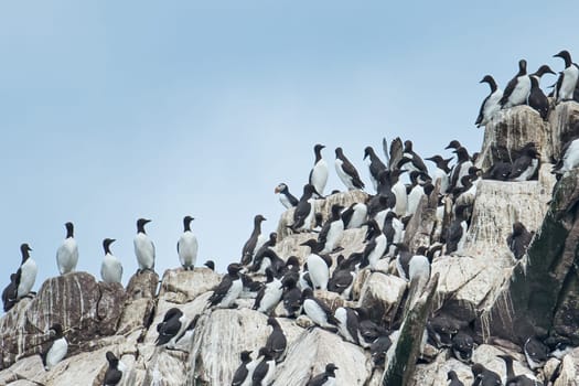 Black Guillemots surround lonely Atlantic Puffin