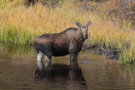 Yukon Female Moose grazing in a small pond in fall color