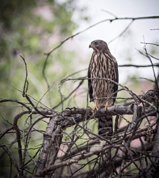 Young Hawk Quietly Waiting Prey