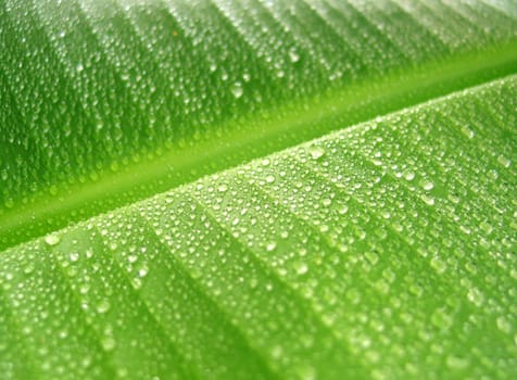 Rain drops on green banana leaf