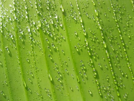 Rain drops on green banana leaf