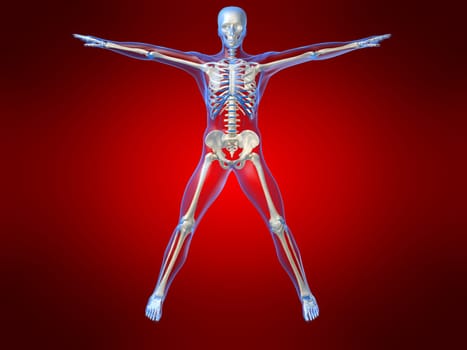 3d rendered anatomy illustration of a human skeleton, frontview