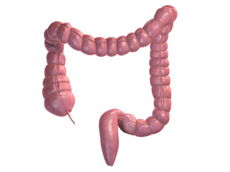 3d rendered anatomy illustration of a healthy colon