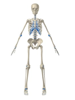 3d rendered anatomy illustration of a human skeleton, frontview