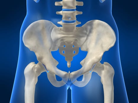 3d rendered anatomy illustration of a human skeletal hip