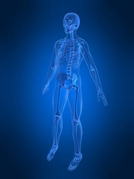 3d rendered anatomy illustration of a human body shape with a skeleton