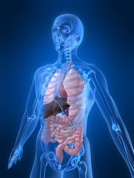 3d rendered anatomy illustration of a human skeleton with organs