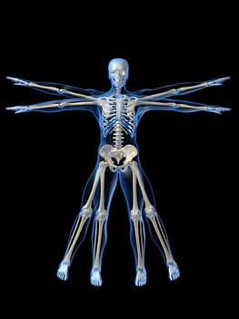 3d rendered anatomy illustration of a human skeleton, frontview