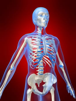 3d rendered anatomy illustration of a human skeleton