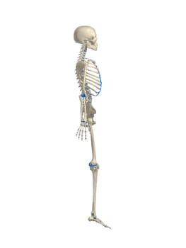 3d rendered anatomy illustration of a human  skeleton,sideview
