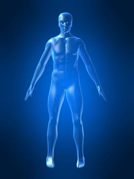 3d rendered anatomy illustration of a human body shape