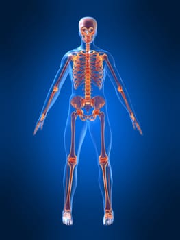 3d rendered anatomy illustration of a human body shape with a skeleton