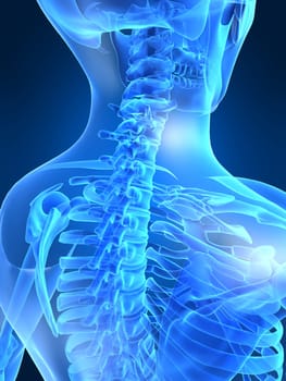 3d rendered anatomy illustration of a human skeletal back