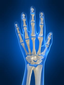 3d rendered anatomy illustration of a human skeletal hand