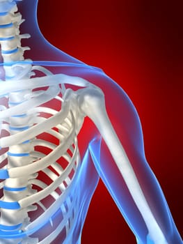 3d rendered anatomy illustration of a human skeletal shoulder