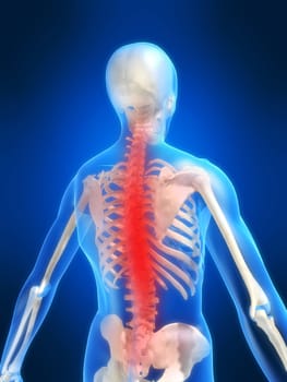 3d rendered anatomy illustration of a human skeleton with a painful spine