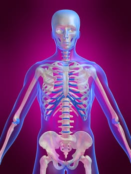 3d rendered anatomy illustration of a human skeleton