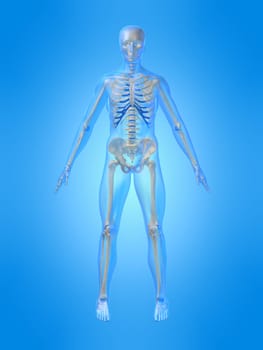 3d rendered anatomy illustration of a human skeleton