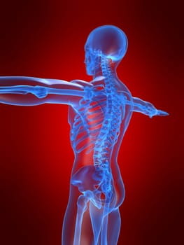 3d rendered anatomy illustration of a human skeletal back