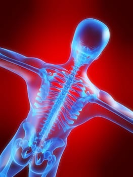 3d rendered anatomy illustration of a human skeletal back