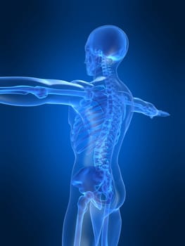 3d rendered anatomy illustration of a human  skeleton,sideview