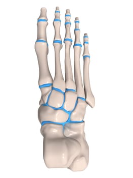 3d rendered anatomy illustration of a human skeletal foot