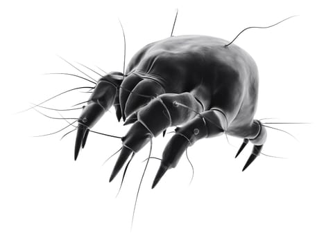 3d rendered close up of an isolated mite