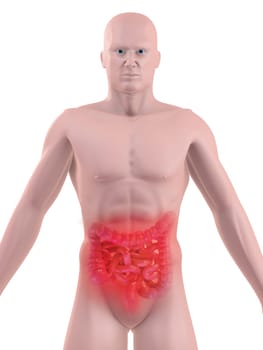 3d rendered illustration of a human body with colon